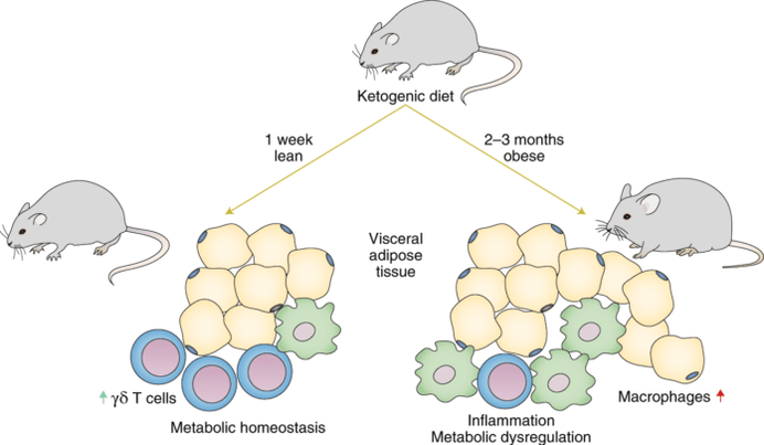 Following a keto diet results in a decrease in immune gamma delta T cells and an increase in the number of macrophages in adipose tissue.